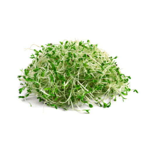 Alfalfa Sprouts